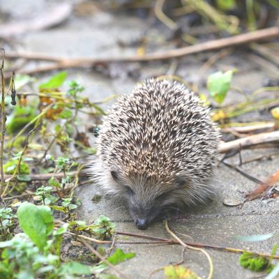 Erinaceus europaeus ...