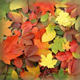 Autumn Leaves : Les feuilles d'Automne, Trésor de Bienfaits de la Nature Australienne