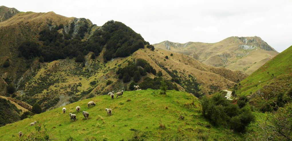 Queenstown (lake Wakatipu) et alentours (Moke Lake)