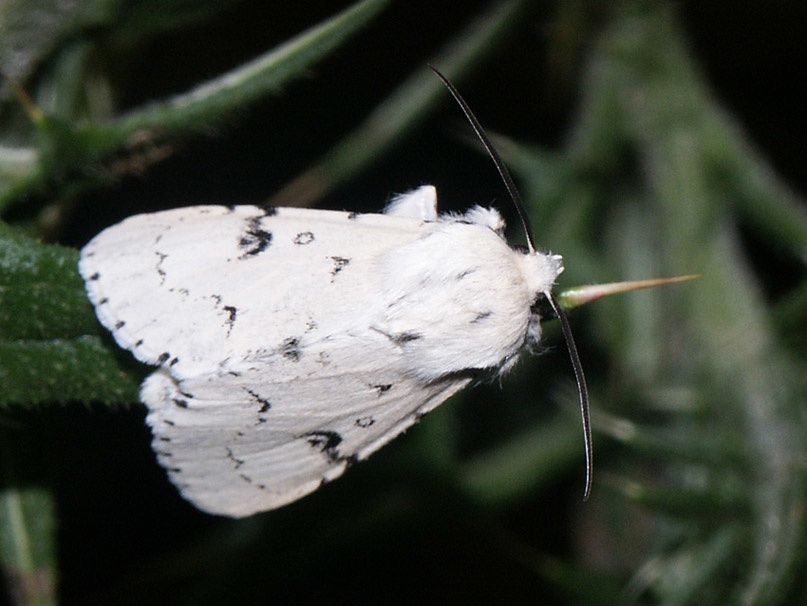 Album - 3b---Papillons-de-nuit