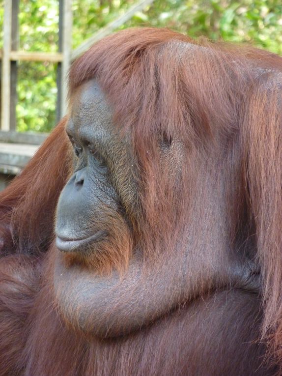 Kalimantan, le Borneo indonesien.
Rencontre avec les orang utan. 
'Orang' = homme. 'Orang utan' = vieil homme de la foret.