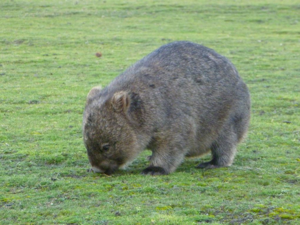 Album - Tasmanie