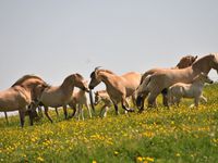 Le Fjord, un poney qui a une étonnante ressemblance avec les chevaux de l’âge glaciaire