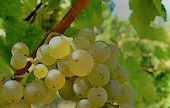 #White Table Wine Producers Ohio Vineyards