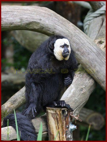 Album - VALLEE-DES-SINGES-2010