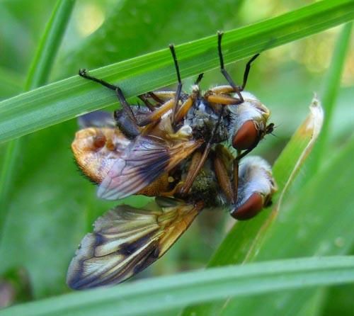 Album - tachinidae