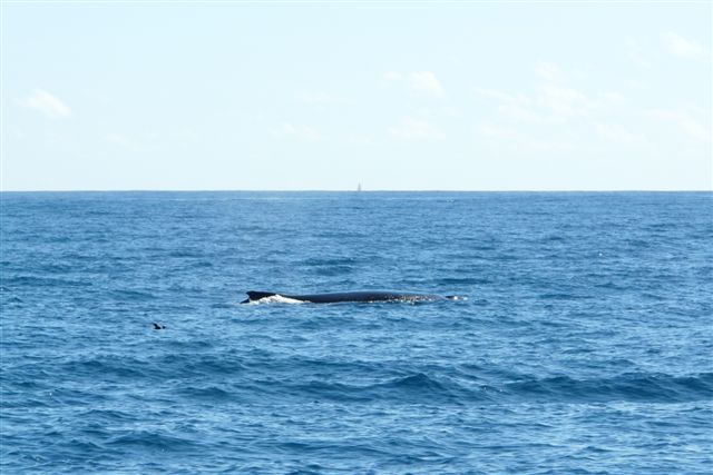 Un dimanche ensoleillé passé en compagnie de Fabien, Sophie, Linda, Stéphane et Salma ... à la rencontre des baleines.