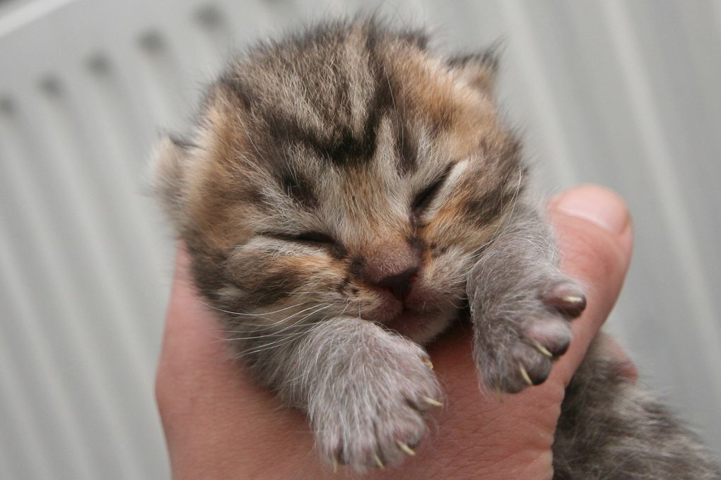 Photos de nos chatons de 2012.
Première portée : Falbala (Brtitish Shorthair)+ Dwayne (Highland Fold)