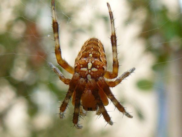 Araneus diadematus