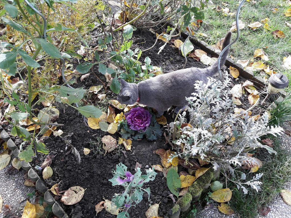 Le petit massif de fleurs à l'entrée du potager a eu droit aussi à une toilette et à deux nouveaux choux d'ornement, qui ont l'air de plaire au chat...