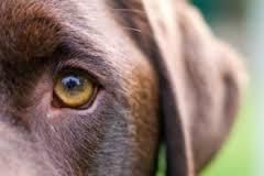 Quelles couleurs les chiens peuvent-ils voir et peuvent-ils voir dans le noir ?