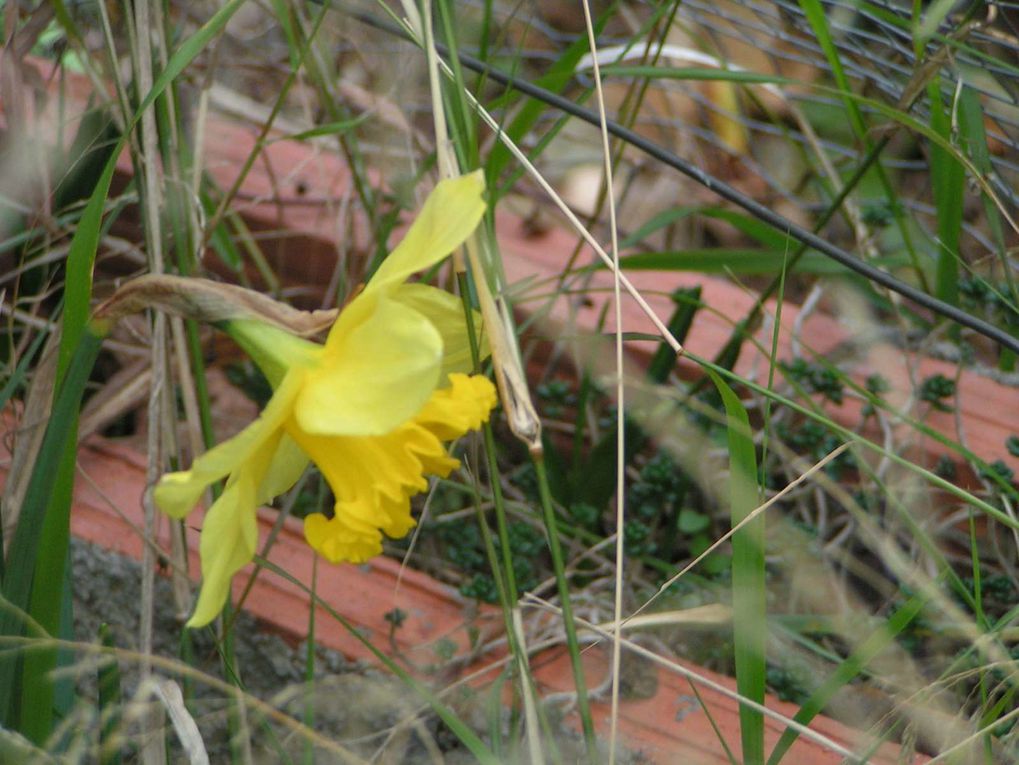 Narcisses et Jonquilles....