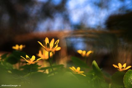 Ficaire (Ficaria ranunculoides)