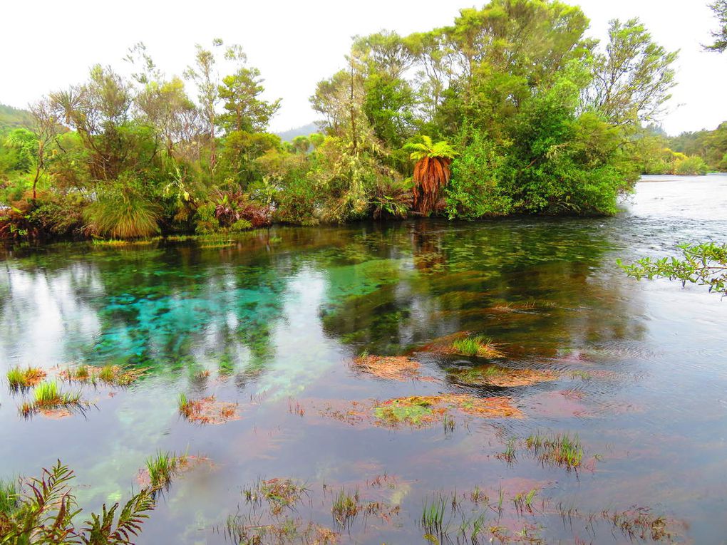 French pass, weka (oiseau), Te Waikoropupu springs (rivière sacrée).