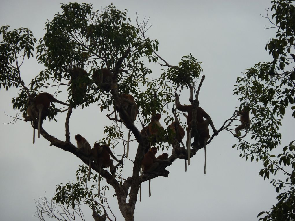 Kalimantan, le Borneo indonesien.
Rencontre avec les orang utan. 
'Orang' = homme. 'Orang utan' = vieil homme de la foret.