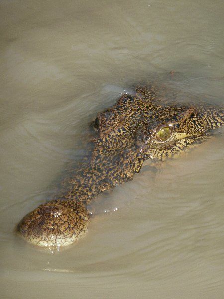 Album - 43 Jumping Crocs and Litchfield National Park