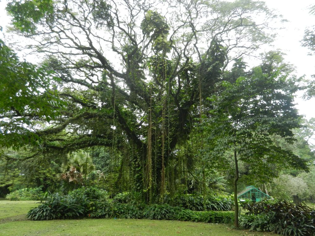 Limbé et ses plages, son parc botanique, son centre de la faune, son activité. Buea base pour le Mont Cameroun et le pont M'Fundi base pour le Nigeria