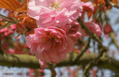 Cerisiers du Parc De Sceaux (92)