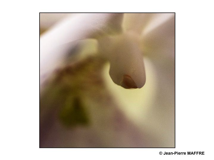 Avec des formes à mi chemin entre le réel et le mystère on en oublie presque qu'il s'agit de fleurs.