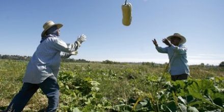 "On peut nourrir 10 milliards d'humains en bio sans défricher un hectare