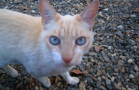 Le chat de Barcelonne (du Gers)