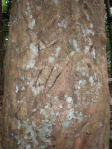 Chic et populaire à la fois, cette "Paris des Tropiques", au coeur de l'Amazonie, enchante par ses vestiges de la Belle Epoque cachés derrière une effervescence colorée et métissée. Beauté des traits indiens dans la cohue du quotidien, traces 