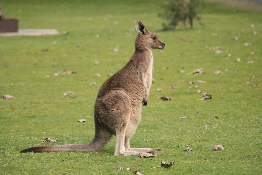 wallabies!