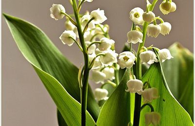 Muguet