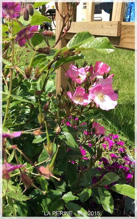 Avant que l'automne ne s'installe au jardin…..