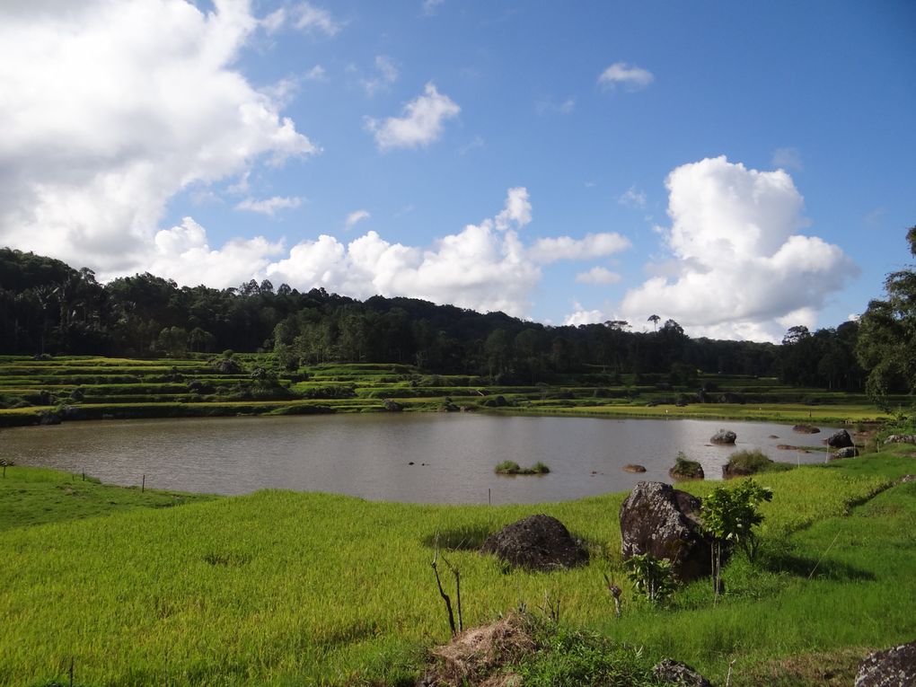 Album SULAWESI--FLORES. 2012