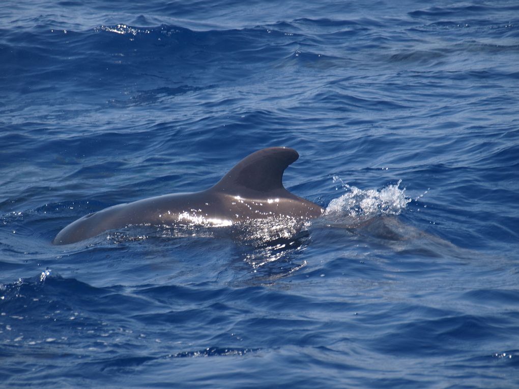 Globicephales tropicaux
(Globicephala macrorhynchus)

Population residente, 
Tenerife, Iles Canaries