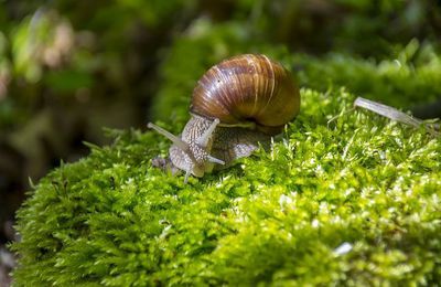 How Profitable is Snail Farming?