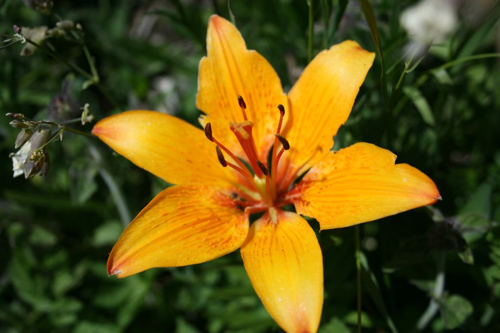 Macrophotographies de fleurs et d'insectes