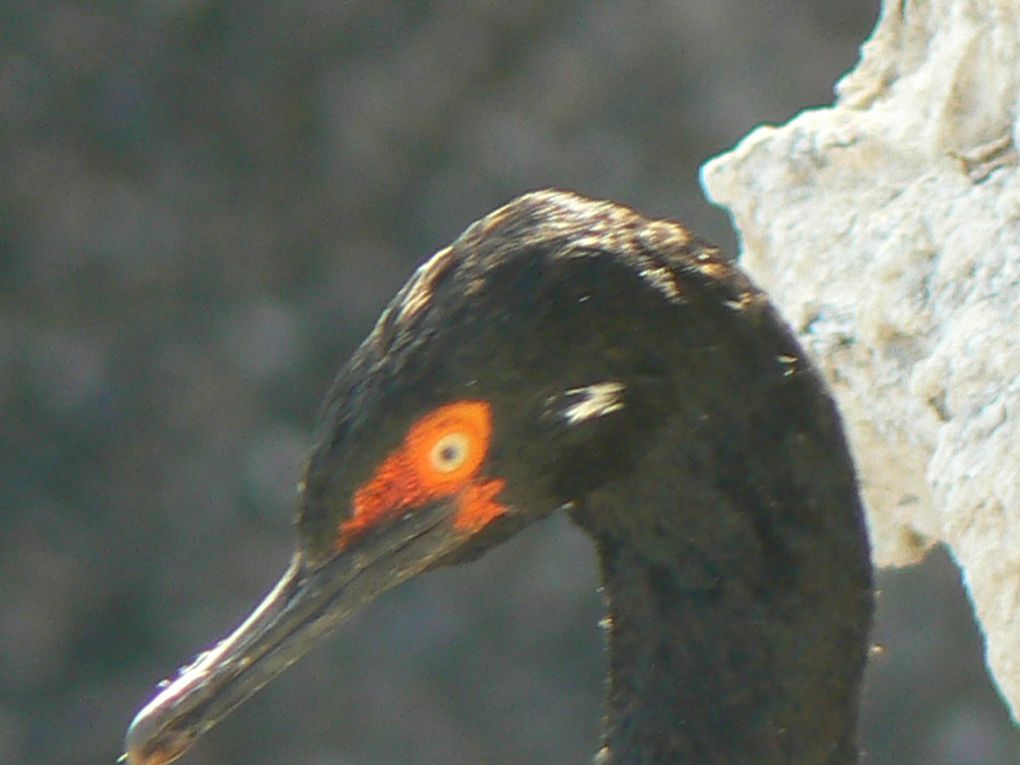 Album - PATAGONIE-ARGENTINE