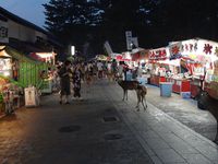 Nara, la belle de l'été