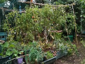 Je les ai ramassées au fur et à mesure pour les déposer sur le sol du coin potager, au pied des tomates..