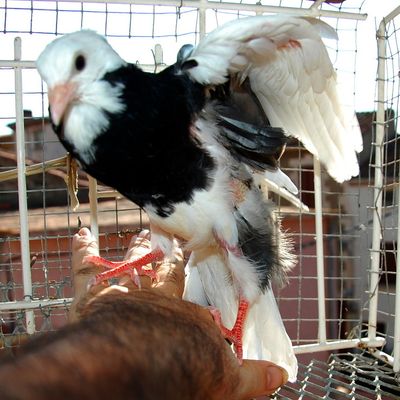 Scéance photos avec un jeune pigeon noir et blanc