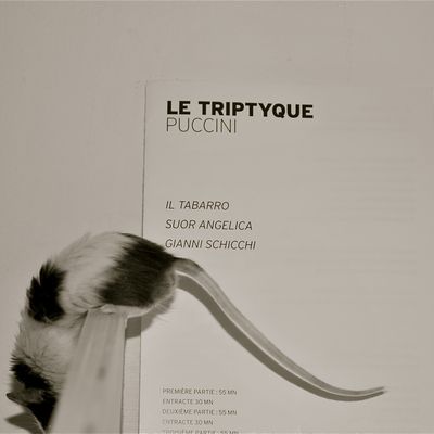 Une souris verte,...