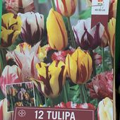 Semis de bulbes de tulipe variété "Rembrandt" en octobre, pour une floraison au printemps prochain - Le blog botanique de Nanie, petit à petit : un micro jardin urbain en expérimentation