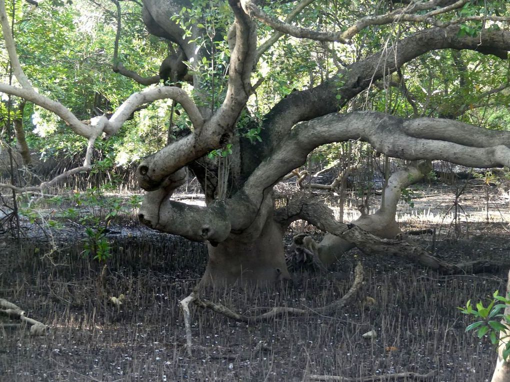 Les crabes dans la mangrove au coeur de Rayong