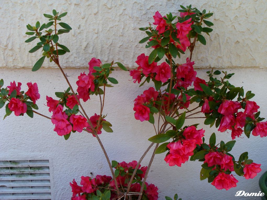 Clichés de fleurs et plantes pris au gré de mes promenades...