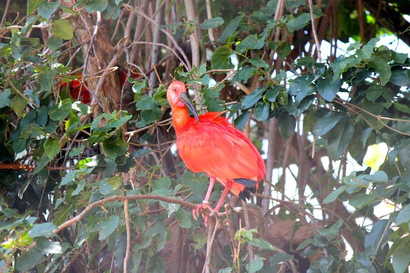 La park des Aves - Parc des oiseaux au Brésil