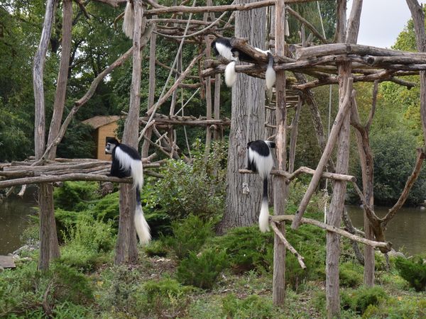 Zoo de Beauval en camping-car (Voyages en camping-car)