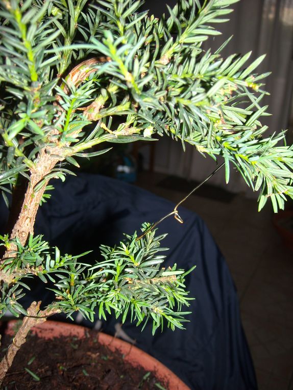 Mes nouvelles plantes, floraisons 2011