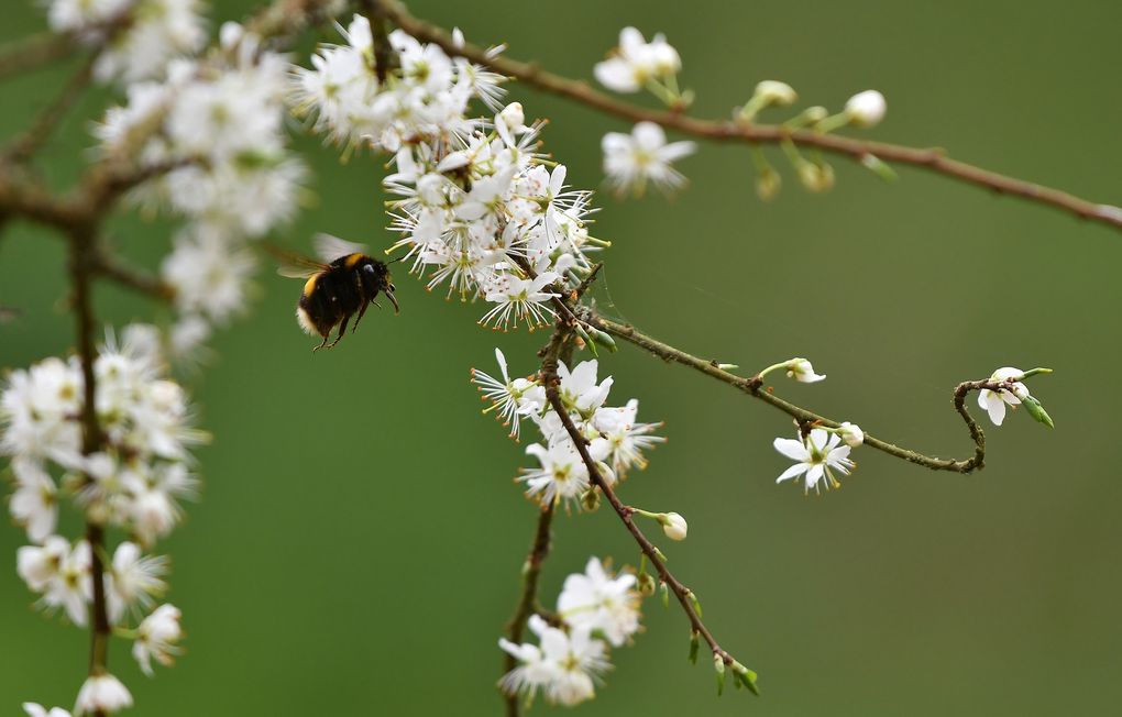 Bourdon terrestre (Bombus terrestris) et fleurs de prunellier.