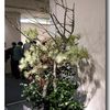 Arrangements floraux (Sogetsu 2008 - 3)