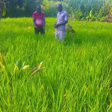 Prioritized Rice production in Ghana- Rice Farmer to government