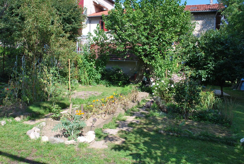 Et pour finir ce qui se mange... Le potager n'a pas beaucoup produit (tomates, courgettes). De nouvelles salades ont été plantées pour l'automne. Le pommier en revanche est toujours aussi productif ! Quant au raisin, il arrive à maturité. Dernier clin d'oeil: une belle feuille de bananier... mais pour les bananes, il faut attendre le réchauffement climatique.