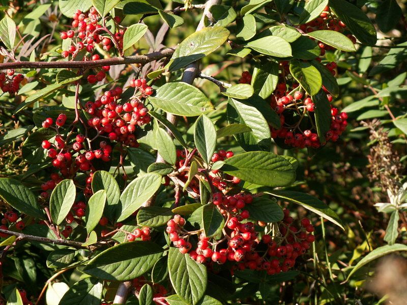 quelques petites scènes surprises au jardin avec l'APN cet automne.