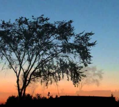  Il n'y a plus d'abeilles